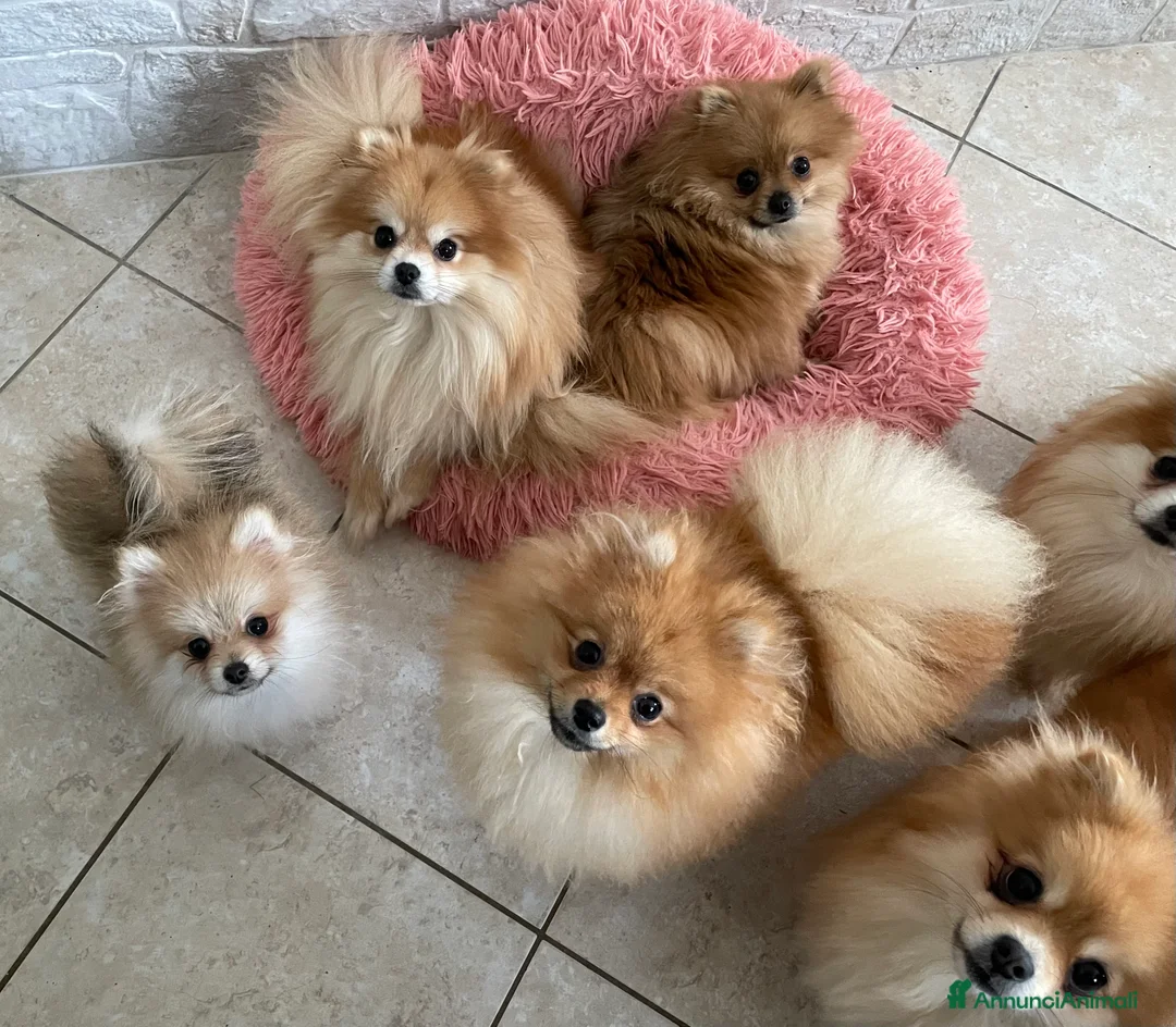 Spitz cani in vendita: Pomerania femmina miniatura - Annuncio 4