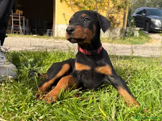 Dobermann cani Cuccioli di dobermann - Annuncio 14