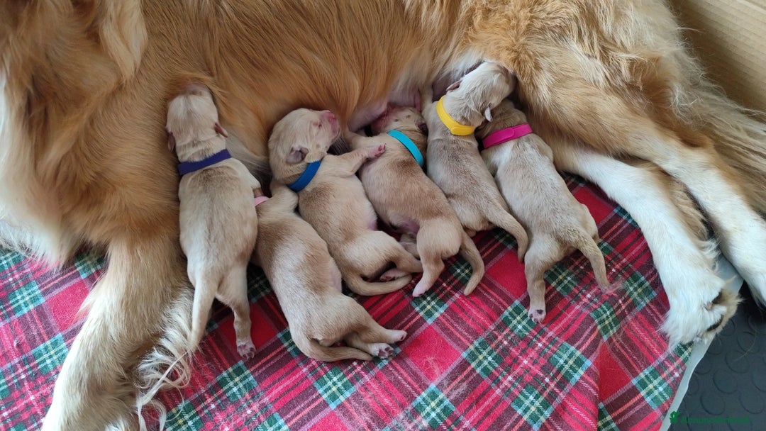 Golden Retriever cani in vendita: Golden Retriever Americano  a Città Metropolitana di Napoli - Immagine 4