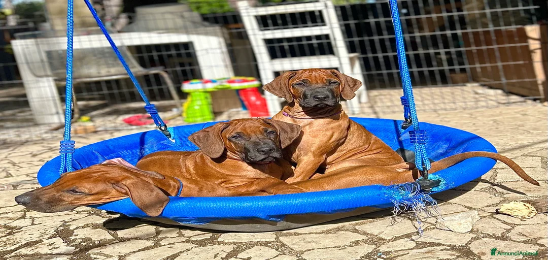 Immagine della galleria {{count}}