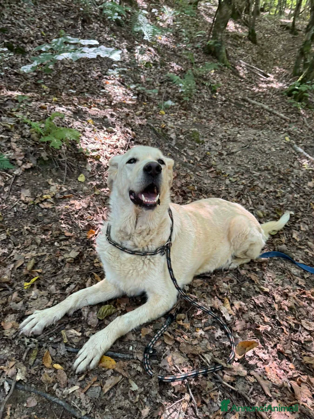 Meticcio cani in regalo: DROOPY, il cagnolone gentile. Ignorato da tutti - Annuncio 2