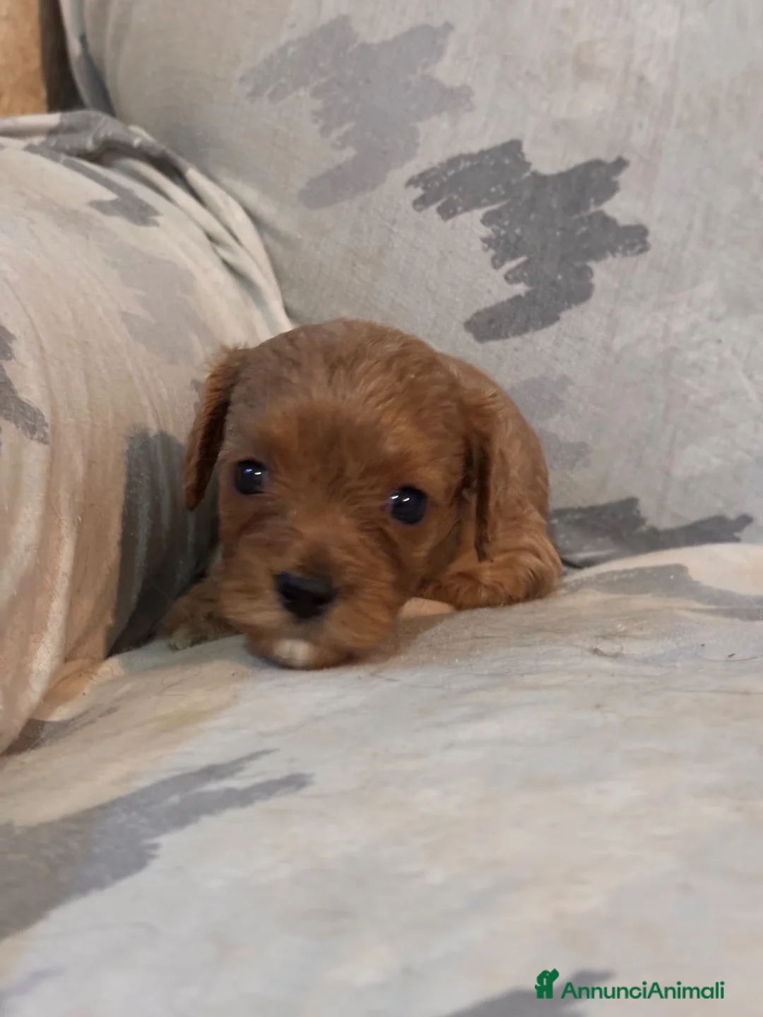 Cavapoo cani in vendita: Cuccioli di cane Cavapoo - Annuncio 21