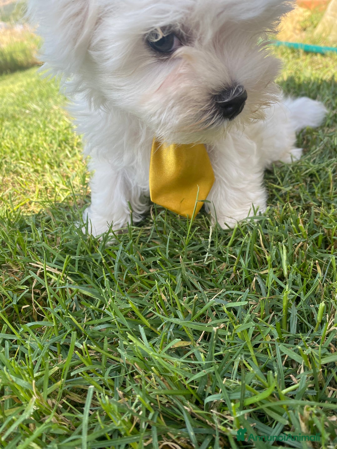 Maltese cani in vendita: Maltese toy a Città metropolitana di Roma Capitale - Immagine 7