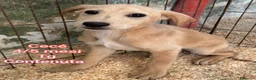Meticcio cani in regalo: CUCCIOLI: URGENTE, TEMPO SCADUTO  a Provincia di Arezzo - Annuncio 9