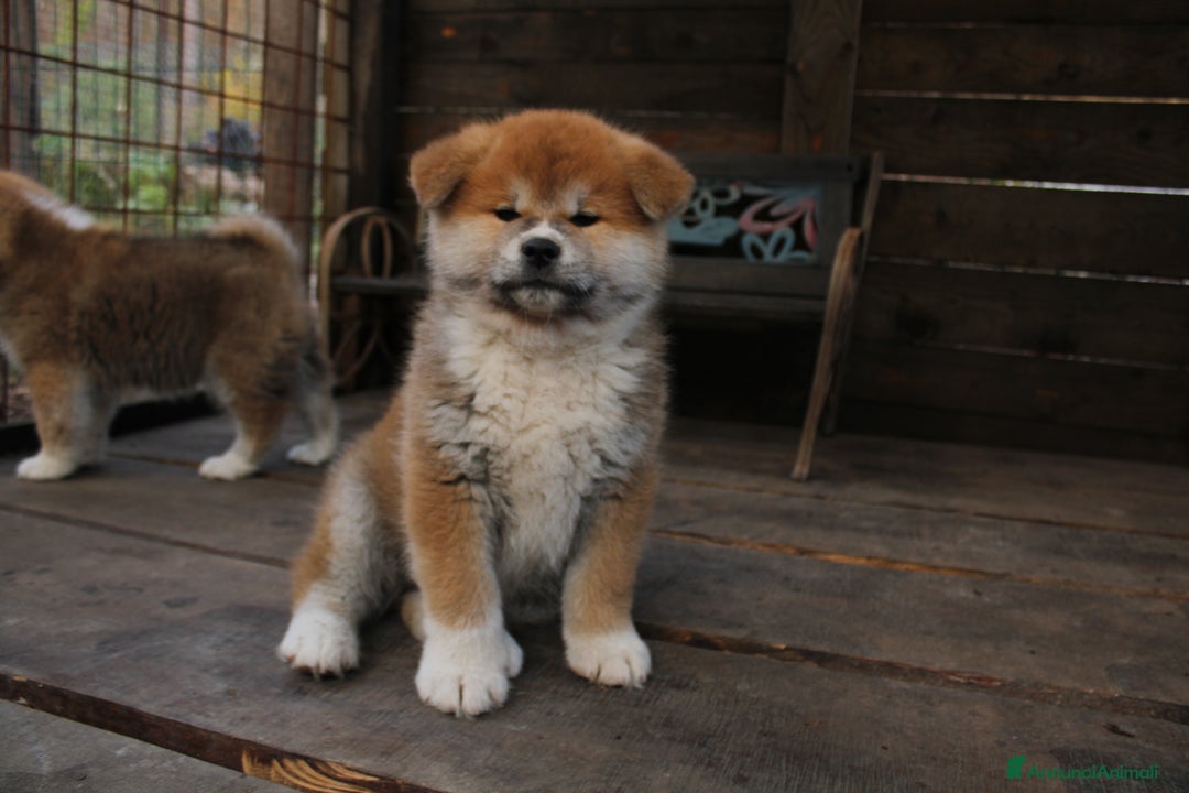 Akita Inu cani in vendita: Akita inu cucciolo - Annuncio 5
