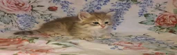 Siberiano gatti in vendita: cuccioli gattini siberiani ipoallergenici - Annuncio 4