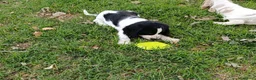 Cocker cani in vendita: Bellissima e simpaticissima femmina cocker spaniel a Provincia di Mantova - Annuncio 3