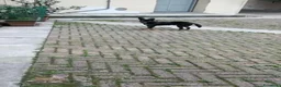 Meticcio cani in regalo: CAGNOLINO a Città metropolitana di Milano - Annuncio 4