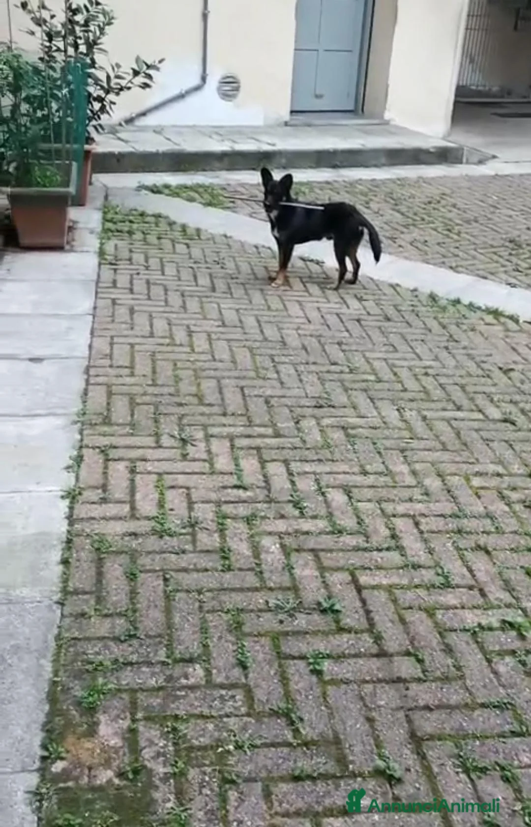Meticcio cani in regalo: CAGNOLINO a Città metropolitana di Milano - Annuncio 4