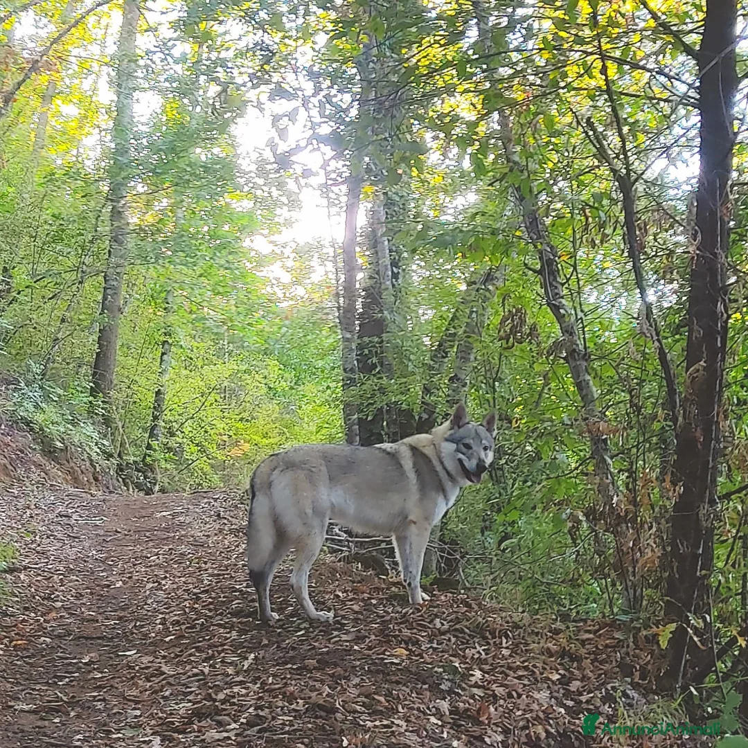Lupo Cecoslovacco cani per accoppiamento: Cercasi lupo cecoslovacco per accoppiamento a Provincia di Viterbo - Annuncio 2