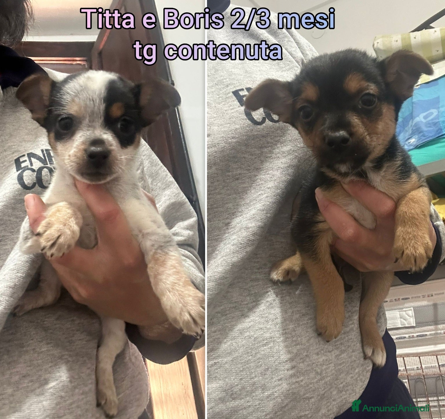 Meticcio cani TROPPI CUCCIOLI ABBANDONATI! - Annuncio 6