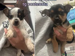 Meticcio cani TROPPI CUCCIOLI ABBANDONATI! - Annuncio 6