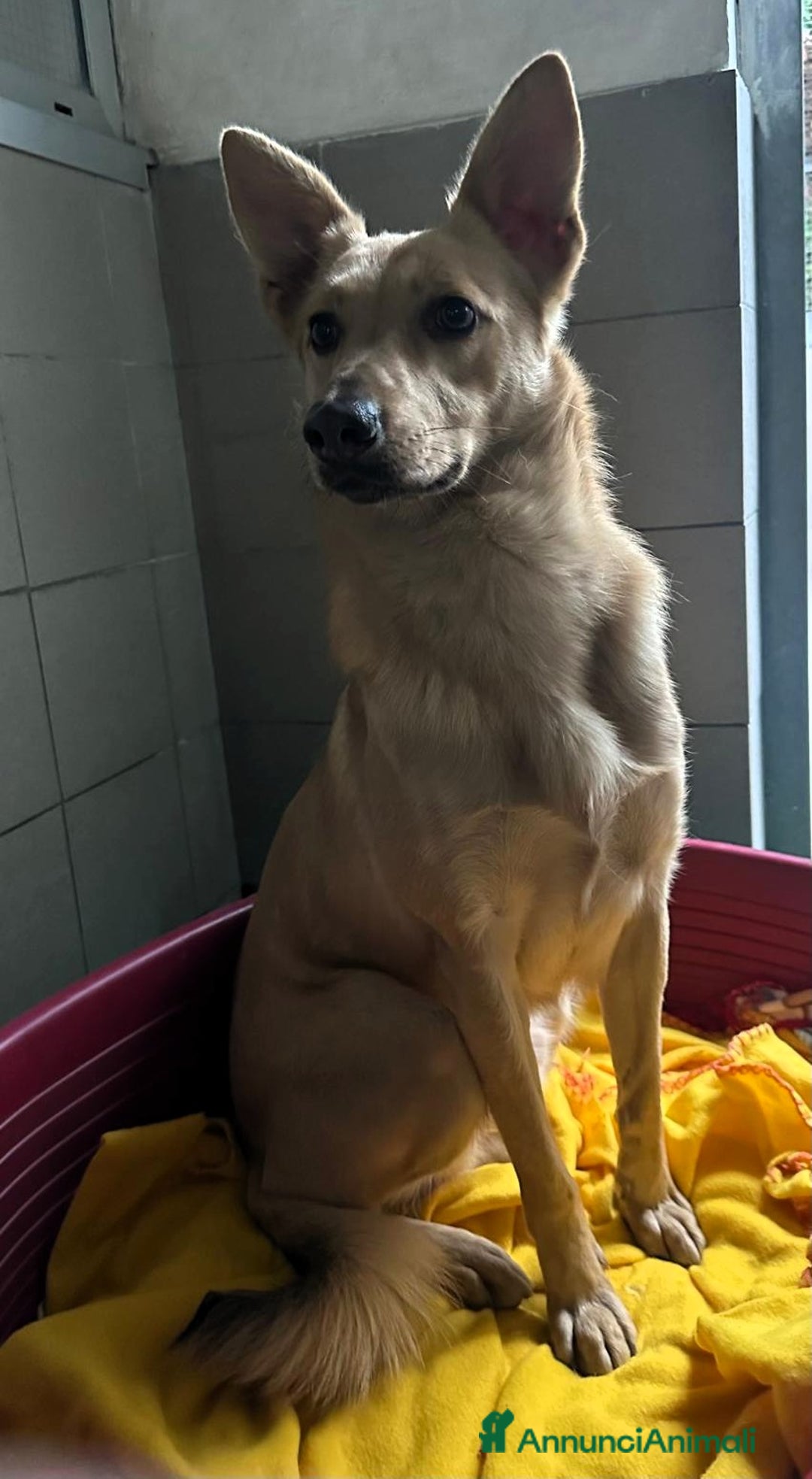 Meticcio cani in regalo: MANUEL DOLCISSIMO CAGNOLINO - Annuncio 7