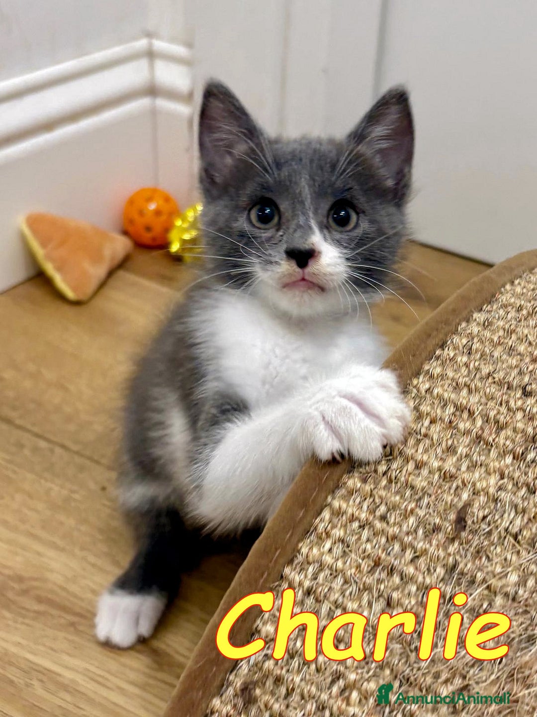 Europeo gatti in regalo: CHARLIE  GATTINO BIANCO E CERTOSINO    - Immagine 1