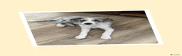 Meticcio cani in vendita: cuccioli su prenotazione - Annuncio 4