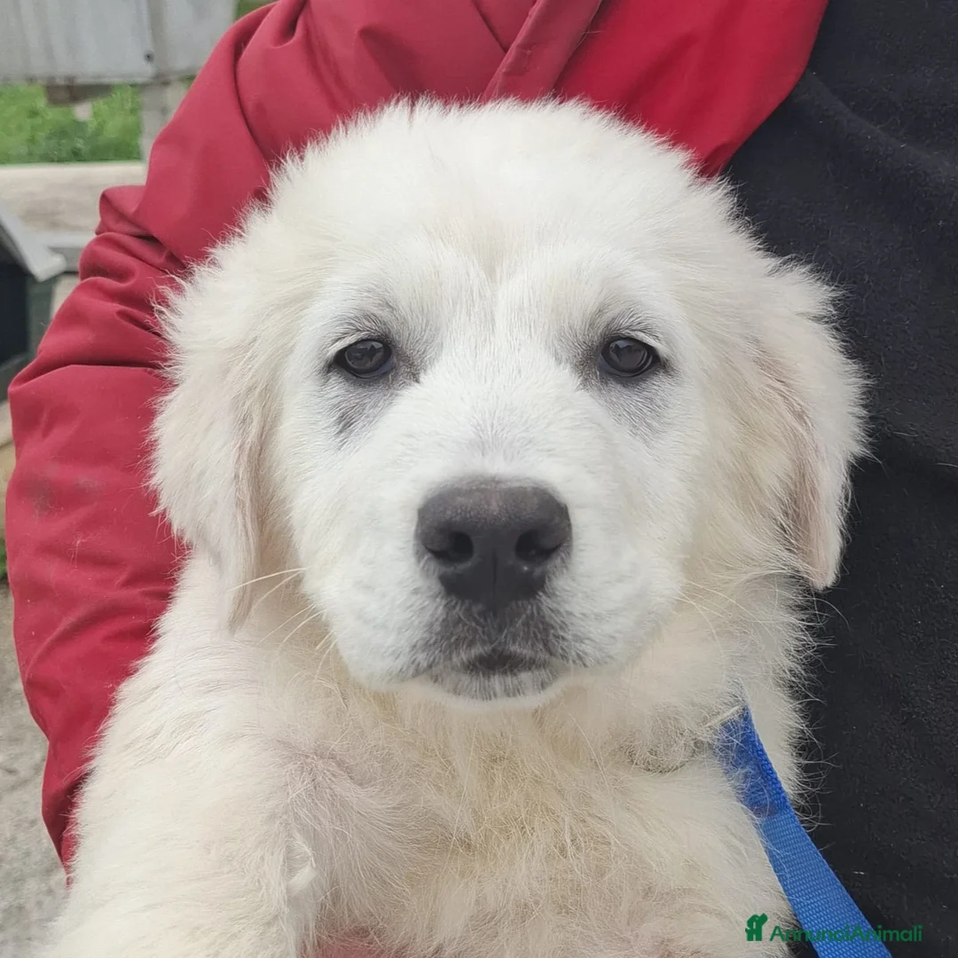 Meticcio cani in regalo: Sisma Cerca Famiglia. Info Monica 3890238584 a Provincia di Modena - Annuncio 1