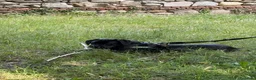 Cane Corso cani in regalo: Cane Corso 7 mesi GALLARATE - Adozione Gratuita - Annuncio 4