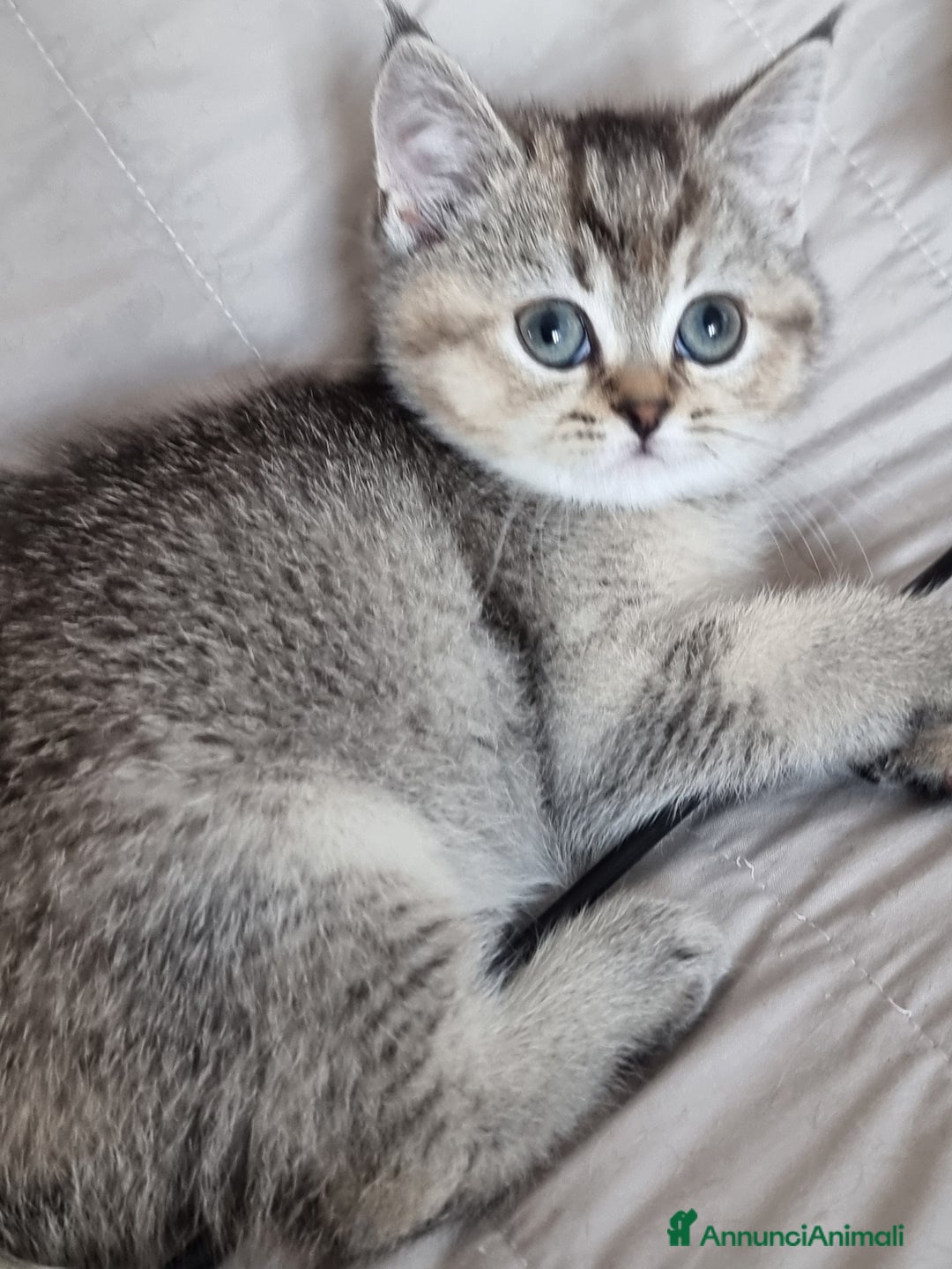 Scottish gatti in vendita: Scottish Straight  - Annuncio 8