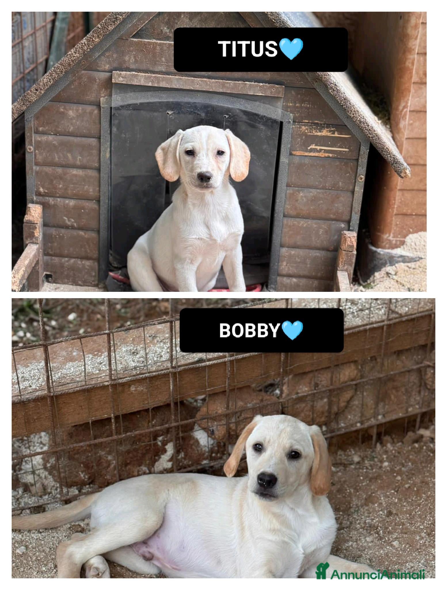 Altre razze cani titus e bobby - Annuncio 1