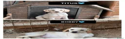 Altre razze cani in regalo: titus e bobby - Annuncio 1