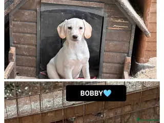 Altre razze cani titus e bobby - Annuncio 16