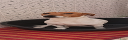 Jack Russell cani in regalo: Jack Russell REGALO - Annuncio 3