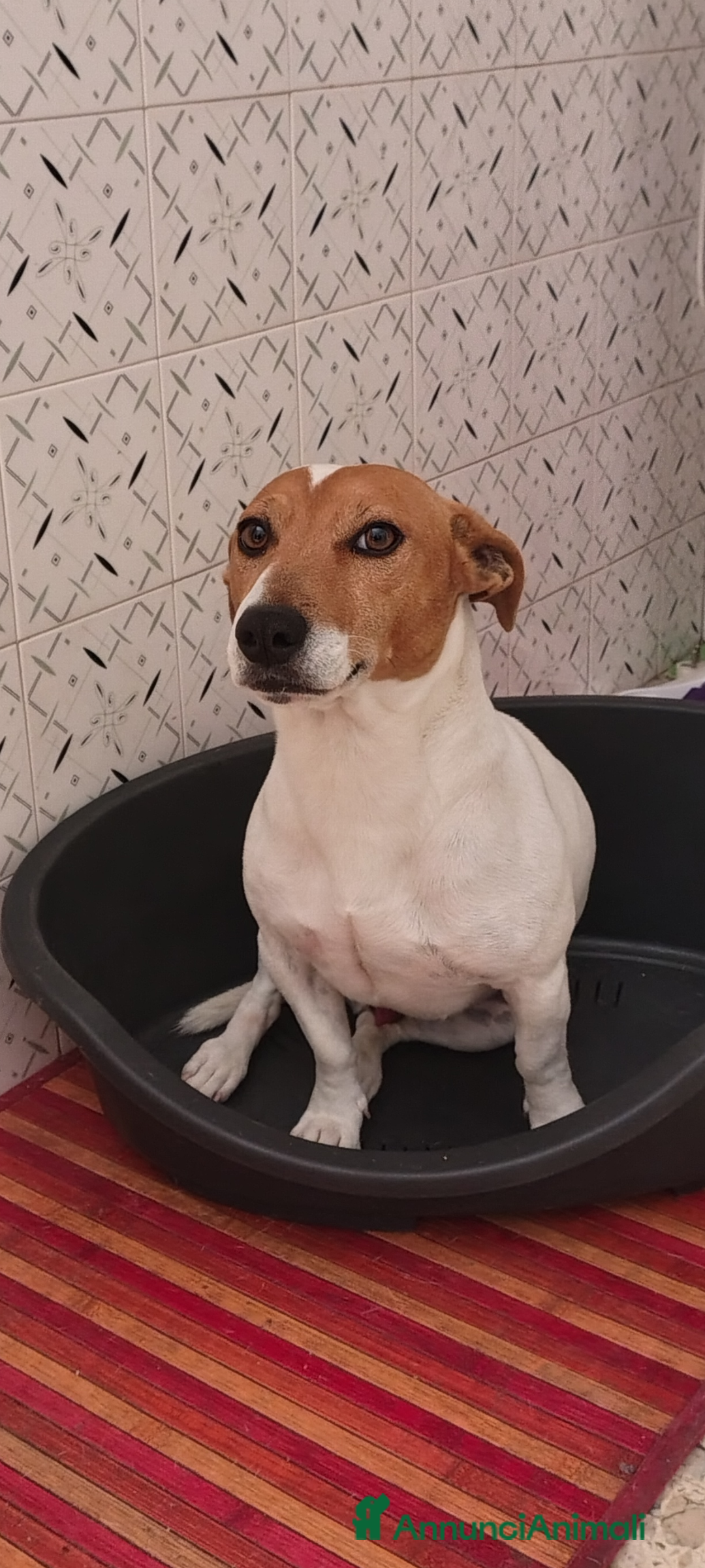 Jack Russell cani in regalo: Jack Russell REGALO - Annuncio 3