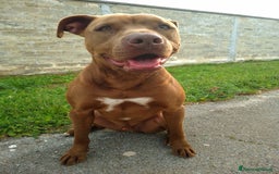 Pitbull cani in regalo: JAGO, GIOVANE PIT  a Città Metropolitana di Bologna - Immagine 3