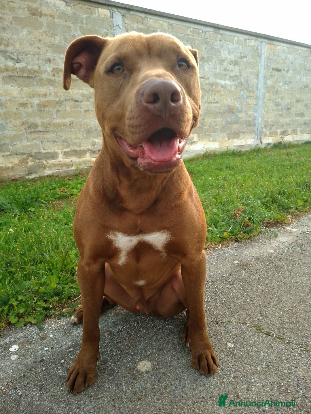 Pitbull cani in regalo: JAGO, GIOVANE PIT  a Città Metropolitana di Bologna - Immagine 3