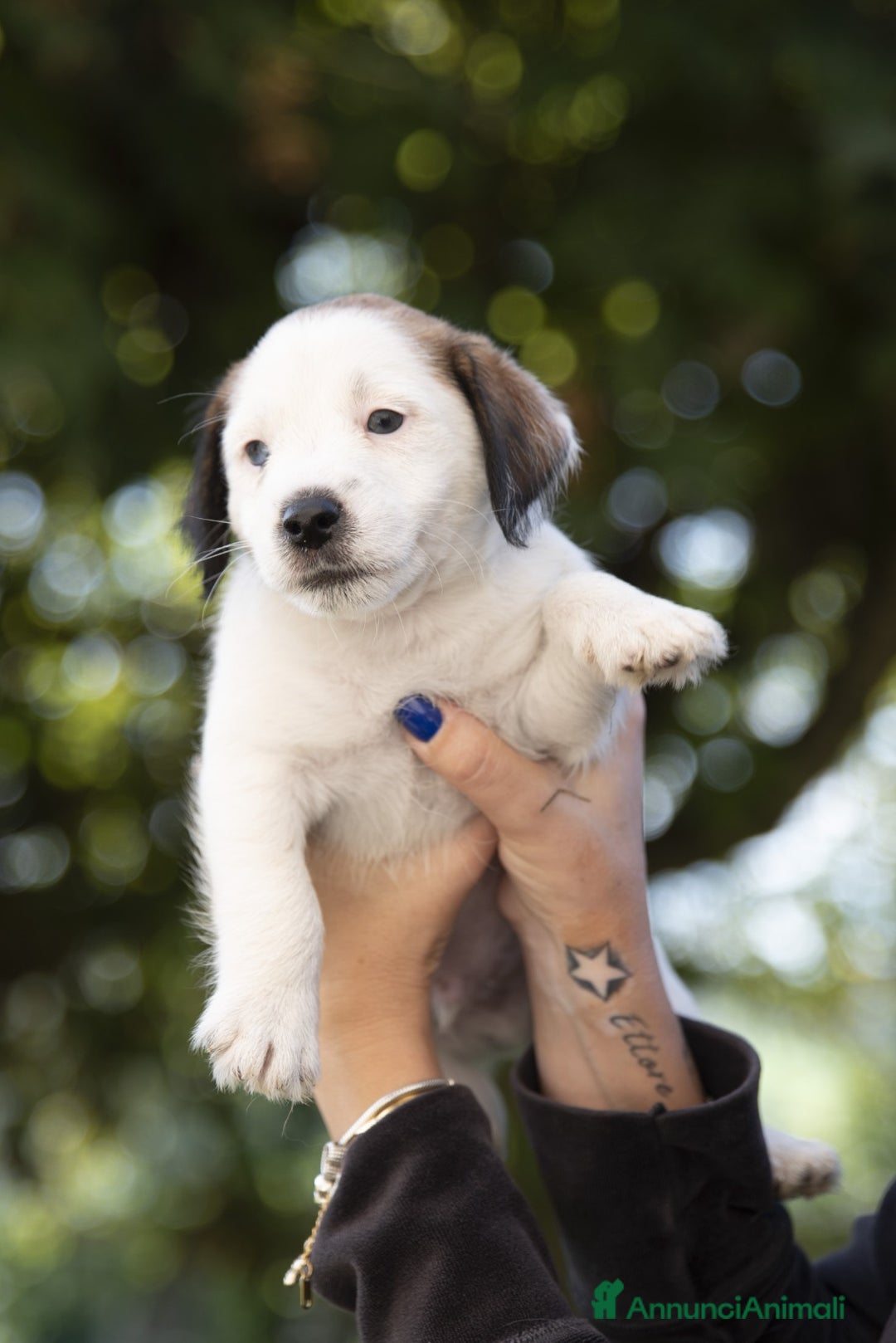 Jack Russell cani in vendita: Cuccioli Jack Russell  - Annuncio 2