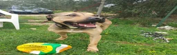 Meticcio cani in regalo: Bobby, dolce e speciale - Annuncio 7