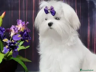 Maltese cani Cuccioli maltese coreano - Annuncio 21
