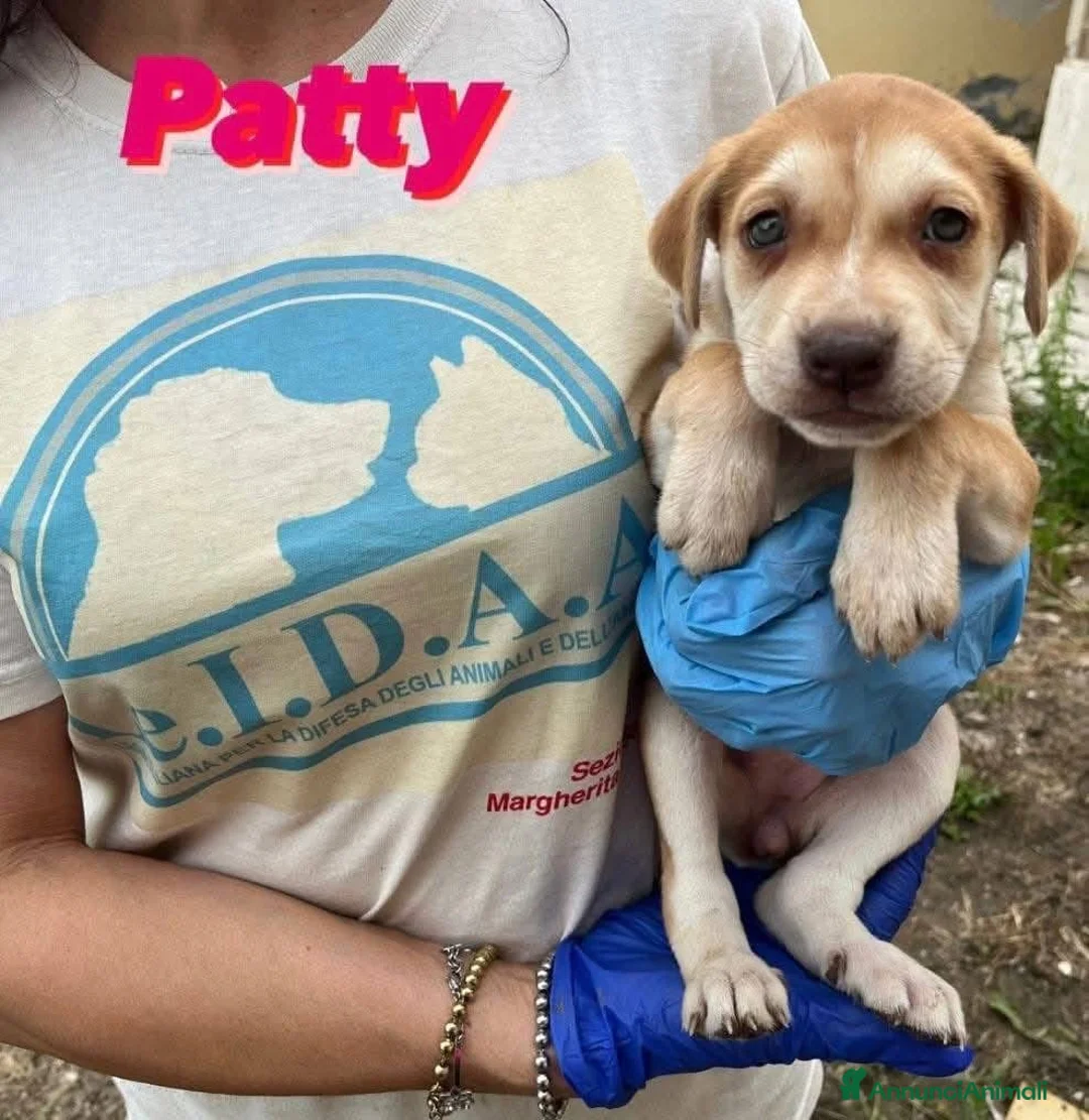 Meticcio cani in regalo: Patty  - Annuncio 5