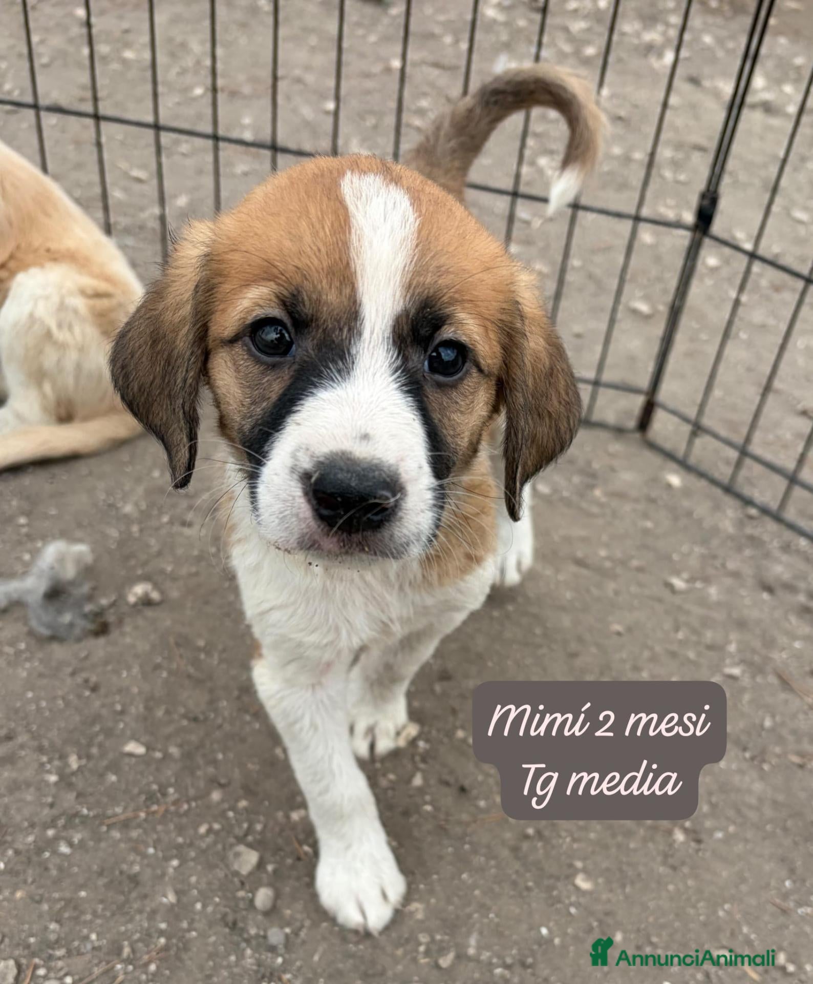 Meticcio cani Meticci dolcissimi da salvare - Annuncio 3