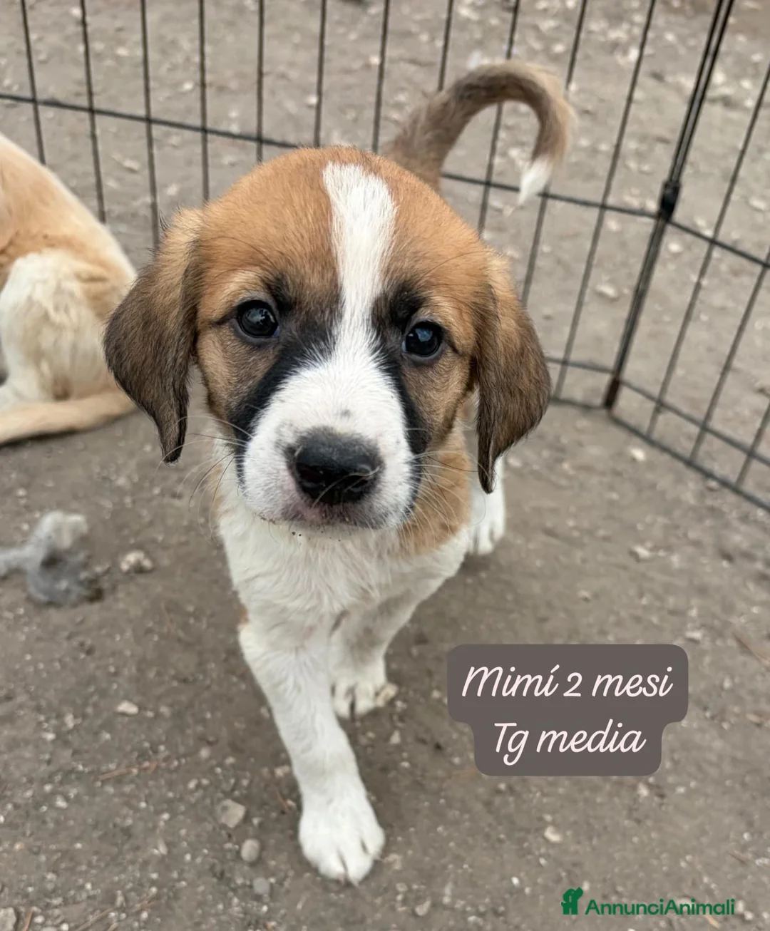 Meticcio cani in regalo: Meticci dolcissimi da salvare a Provincia di Pavia - Annuncio 1