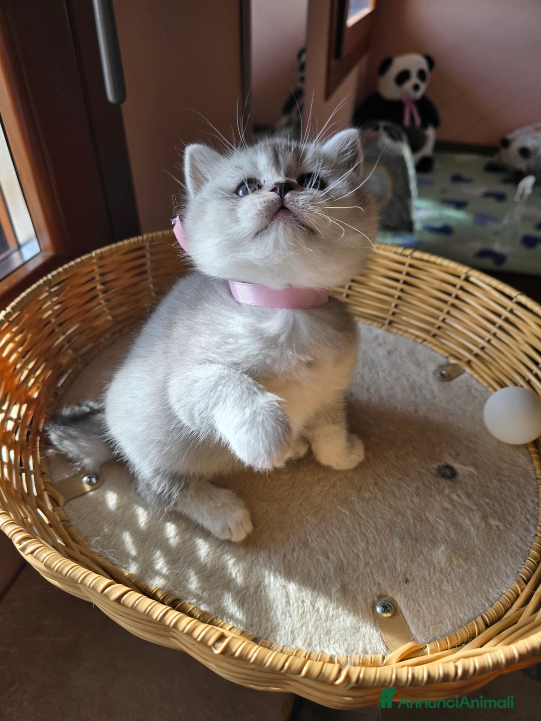 Scottish gatti in vendita: Gattini Scottish fold e straight silver shaded - Annuncio 5