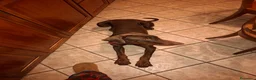 Dobermann cani in vendita: Dobermann maschio marrone fiammato a Provincia di Lecco - Annuncio 4