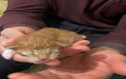 Maine Coon gatti in vendita: Cuccioli di Maine Coon - Immagine 14