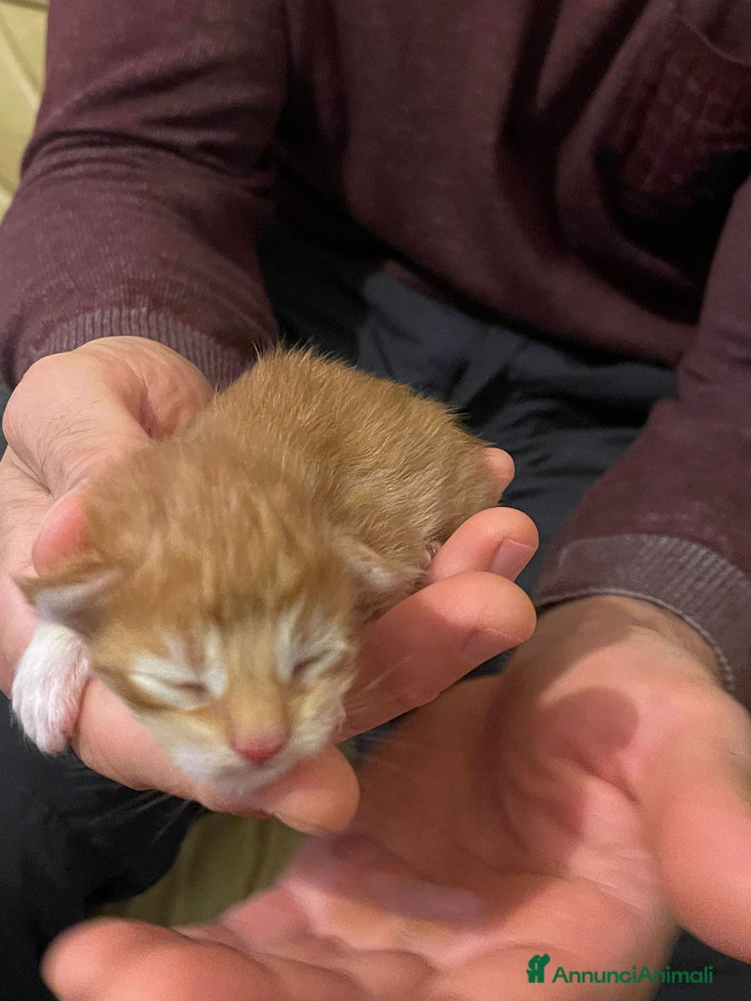 Maine Coon gatti in vendita: Cuccioli di Maine Coon - Immagine 14