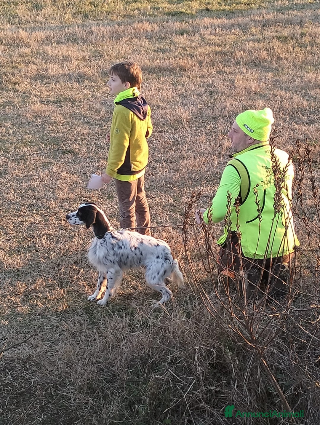 Setter Inglese cani in vendita: Cuccioli setter inglese  - Annuncio 5