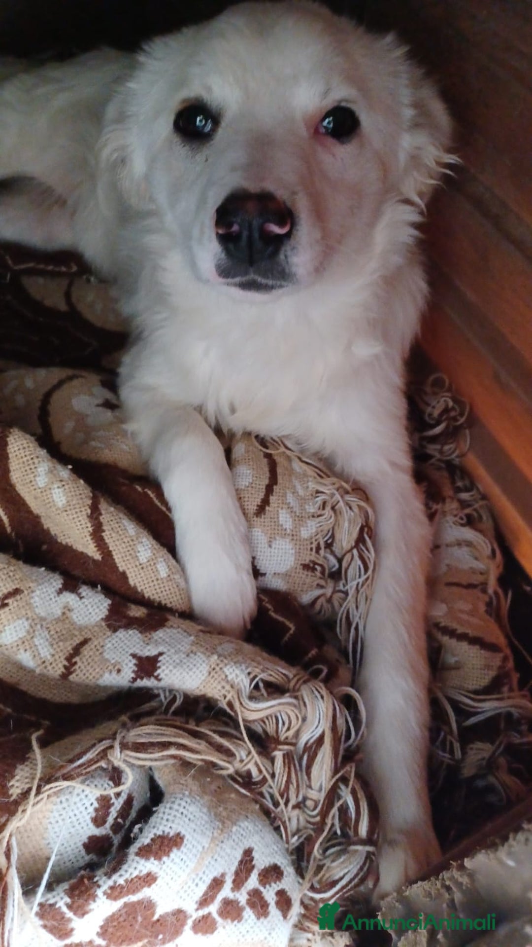 Meticcio cani in regalo: SOS SOS SOS CROSTATINA a Provincia di Forlì-Cesena - Immagine 1