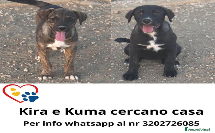 Meticcio cani a Provincia di Latina - Annuncio 16
