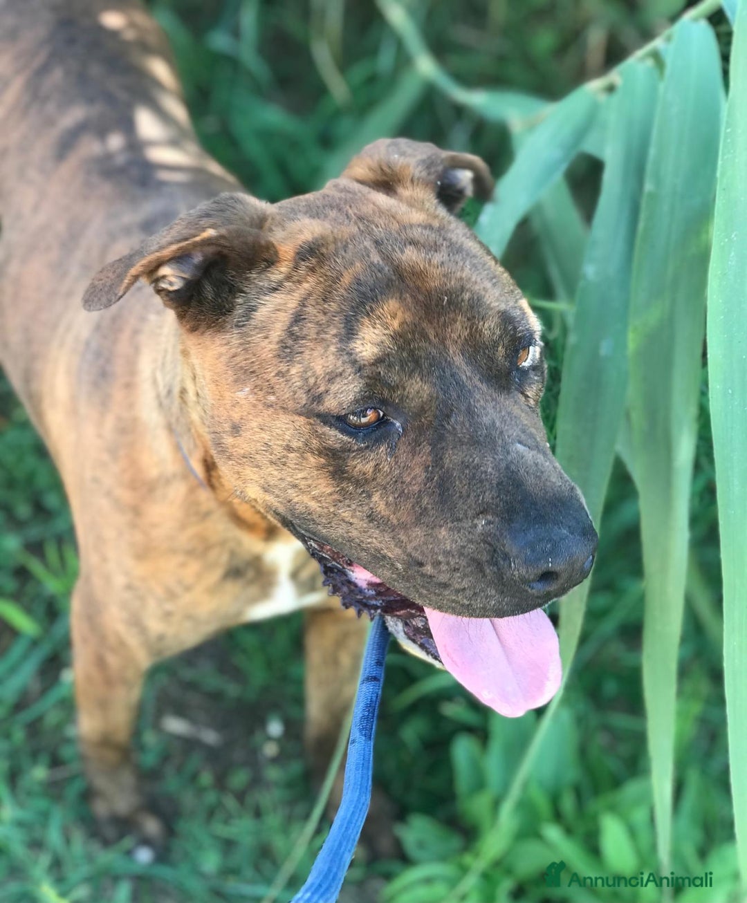 Meticcio cani in regalo: Massi, derivato boxer in adozione a Provincia di Latina - Annuncio 6