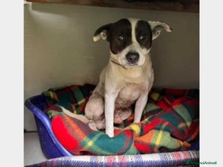 Meticcio cani 6anni triste portato in canile dai parenti SOS SUD a Milano - Annuncio 27