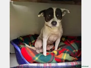 Meticcio cani 6anni triste portato in canile dai parenti SOS SUD a Milano - Annuncio 18