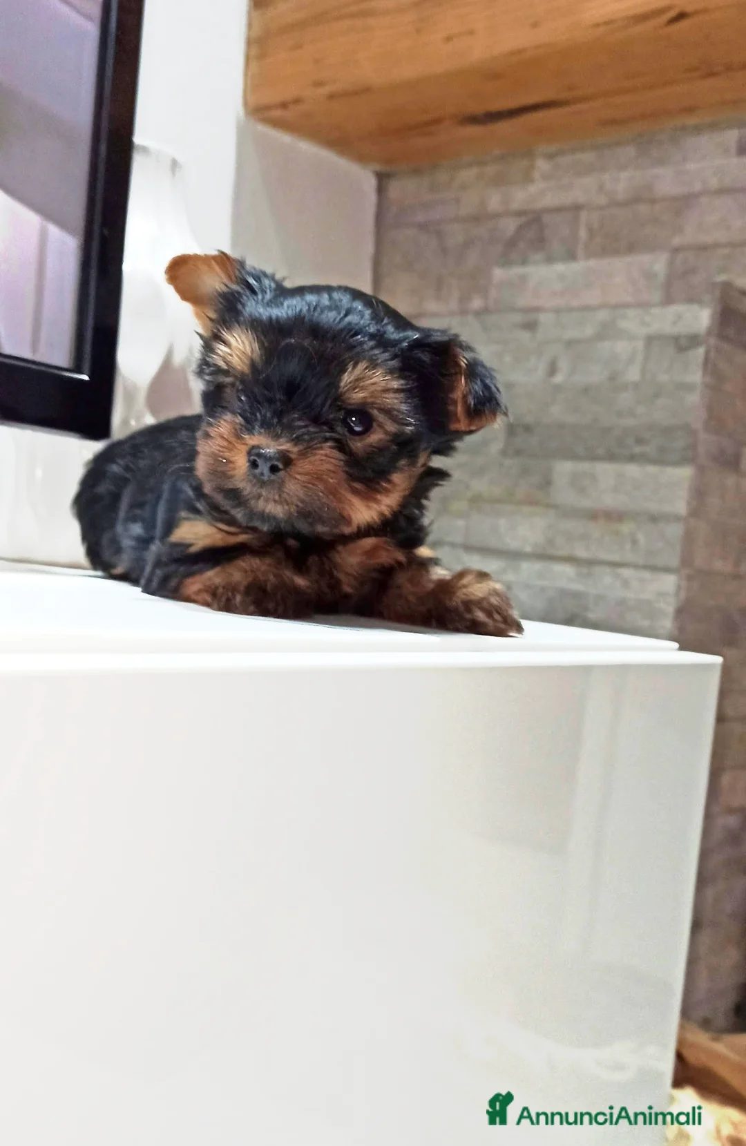 Yorkshire cani in vendita: Yorkshire terrier toy  - Annuncio 5