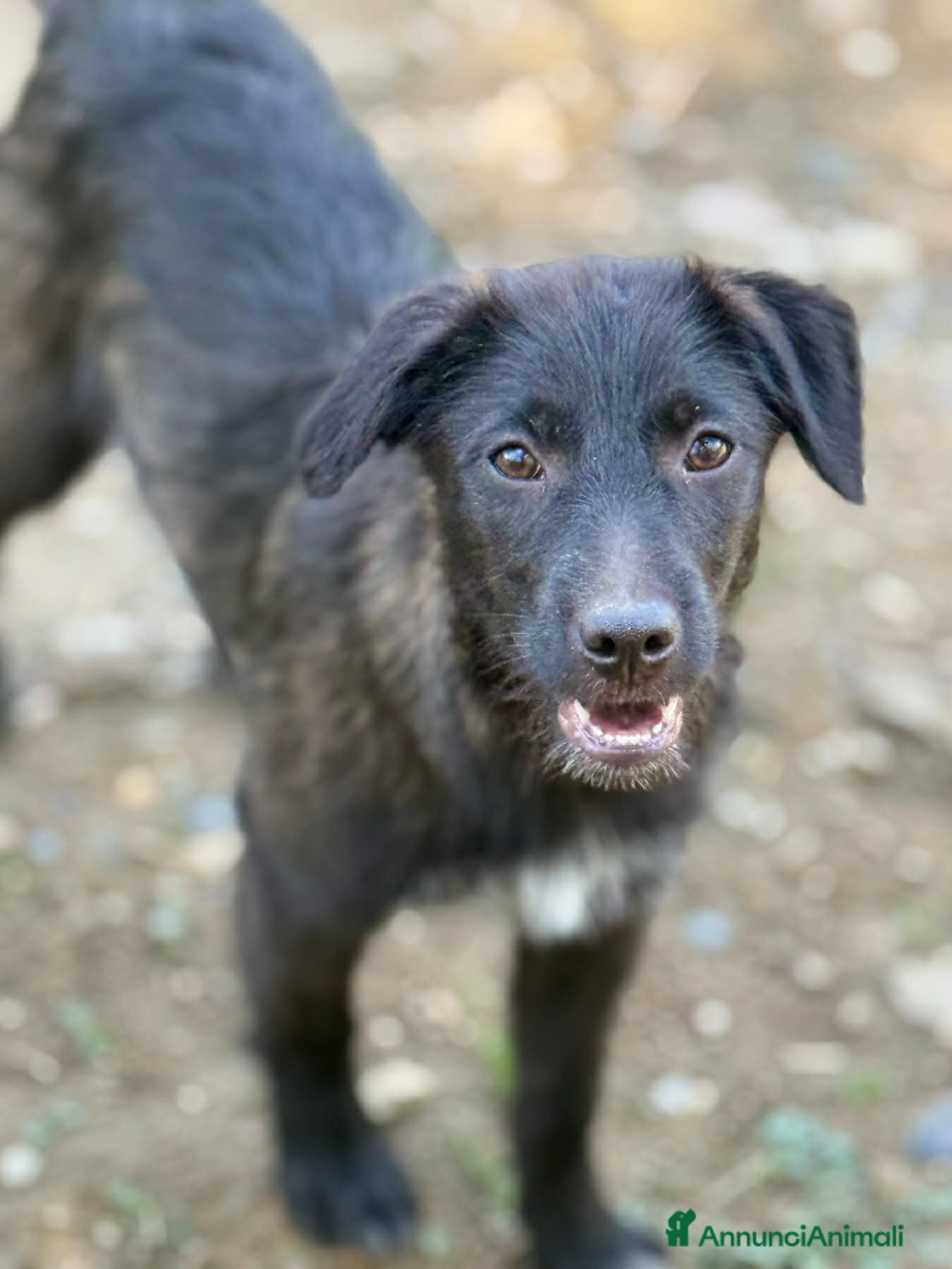 Meticcio cani in regalo: SILVER & STEEL, cuccioli dal manto argenteo!  - Annuncio 9