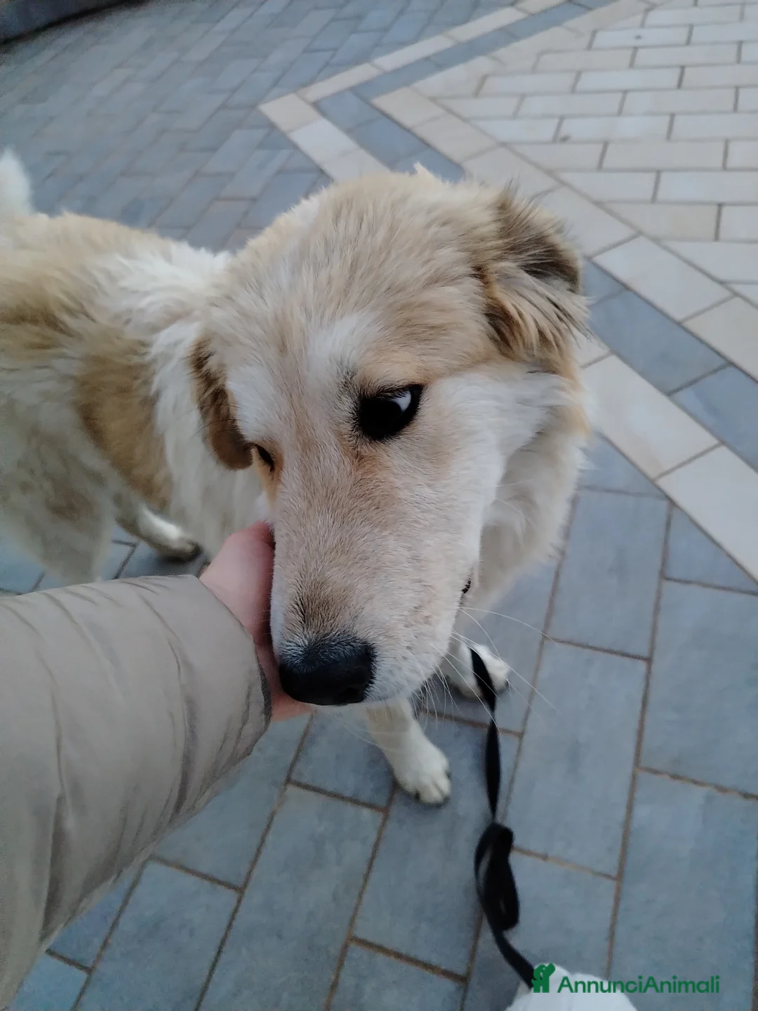 Meticcio cani in regalo: BUDDY - Annuncio 6