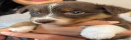 Australian Shepherd cani in vendita: pastore australiano aussie cuccioli - Annuncio 11
