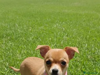 Chihuahua cani Chihuahua femmina - Annuncio 6